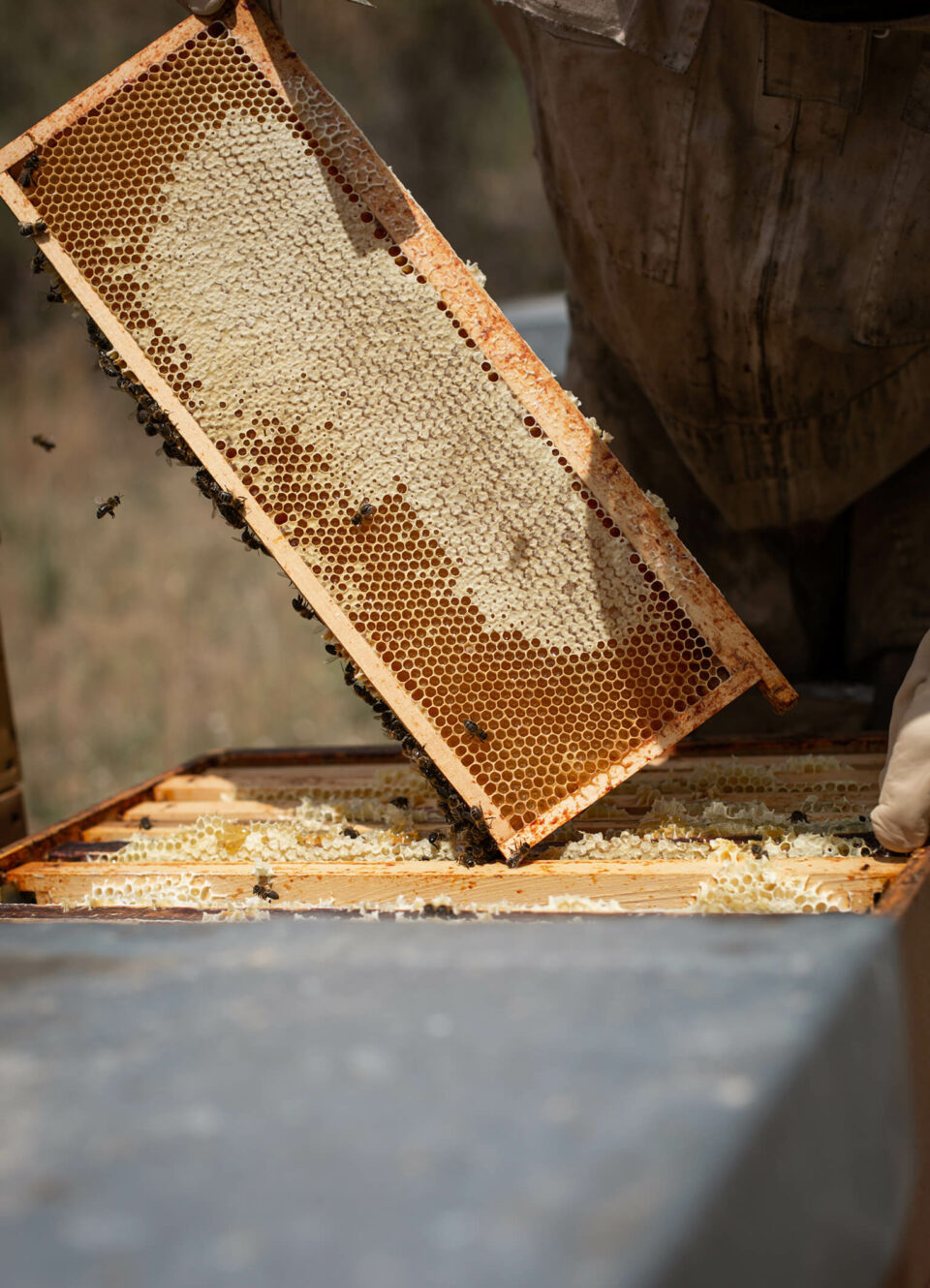 benjamin_beaussant_apiculture_02